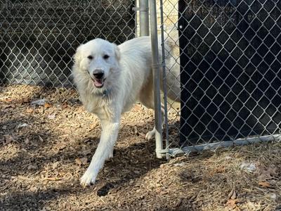 Babushka, Great Pyrenees / Golden Retriever, adult, available for adoption