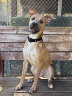 A light brown dog with a black collar sitting on a wooden bench, looking up with its ears perked up.