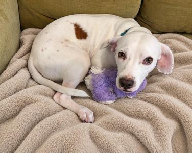 Pistachio, Mixed Breed, adult, available for adoption