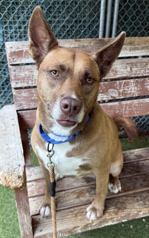 Sasha, Mixed Breed, adult, available for adoption
