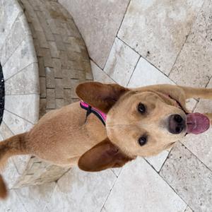 A brown dog with a pink collar is lying on a tiled floor, looking up with its tongue out.