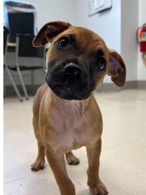 Reef, Mixed Breed, puppy, available for adoption