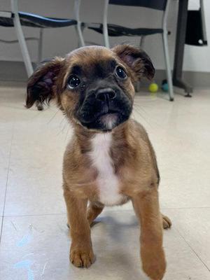 Coral, Mixed Breed, puppy, available for adoption