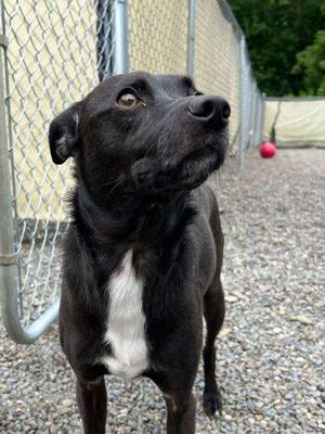Pongo, Chihuahua / Mixed Breed, adult, available for adoption