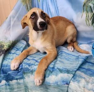 Brodie, Labrador Retriever / Mixed Breed, puppy, available for adoption
