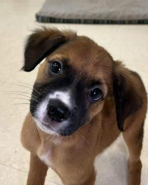 Riptide, Mixed Breed, puppy, available for adoption