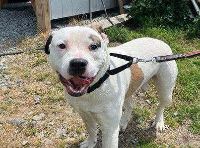 Brajia, Pit Bull Terrier / Mixed Breed, adult, available for adoption