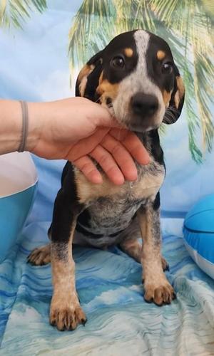 Shiloh, Beagle / Mixed Breed, puppy, available for adoption
