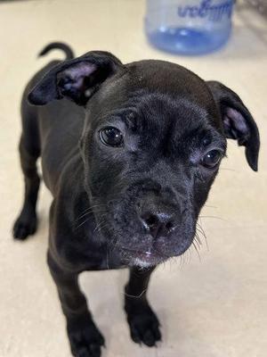 Pearl, Mixed Breed, puppy, available for adoption