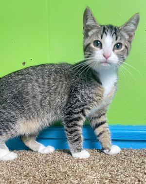 Genie, kitten, available for adoption