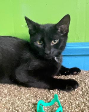 Garp, kitten, available for adoption