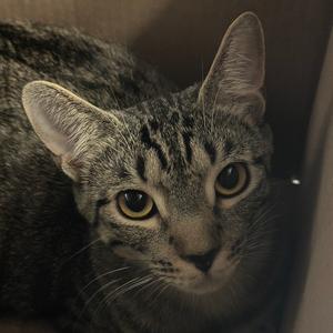 A close-up of a gray tabby cat with striking yellow eyes, looking directly at the camera.