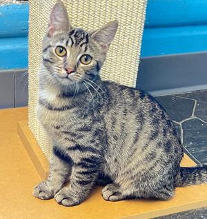 Larry, kitten, available for adoption