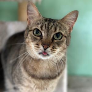 A tabby cat with green eyes and a slightly open mouth, looking directly at the camera.