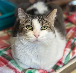 Greta, adult, available for adoption