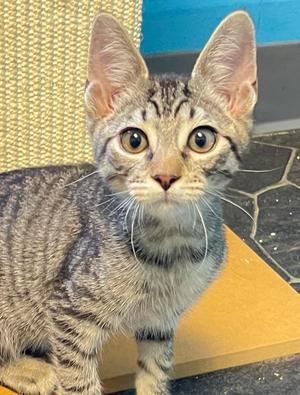 Moe, kitten, available for adoption