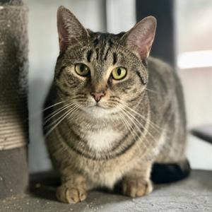 Avery, adult, available for adoption
