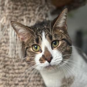 A close-up of a tabby cat with green eyes and white markings on its face, looking directly at the camera.