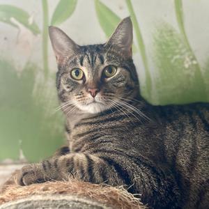 Addison, adult, available for adoption