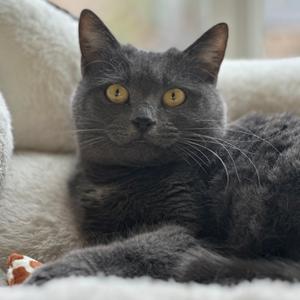 Mattie, adult, available for adoption