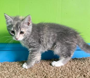 Gia, kitten, available for adoption