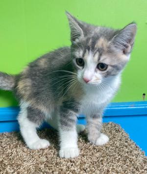 Goldie, kitten, available for adoption