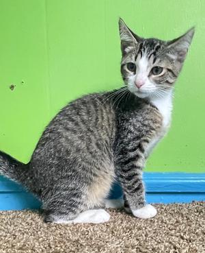 Gabby, kitten, available for adoption