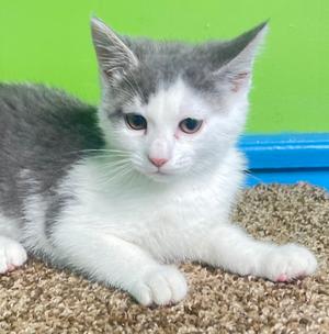 Grayson, kitten, available for adoption