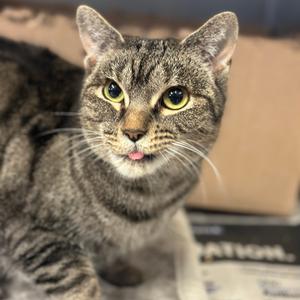 A gray tabby cat with yellow eyes and a pink tongue sticking out, sitting on a cardboard box.