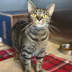 Pumpkin, adult, available for adoption