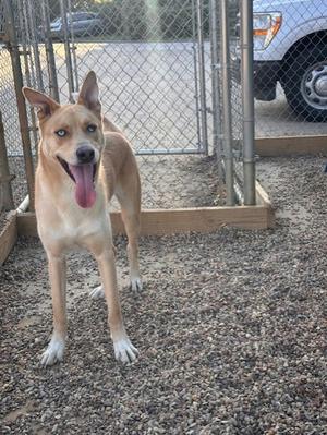 A tan dog with a black nose and pointed ears stands in a fenced enclosure, its tongue hanging out. The ground is covered in gravel, and a chain-link fence is visible in the background.