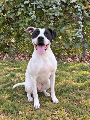 Oreo, Pit Bull Terrier Mix, adult, available for adoption