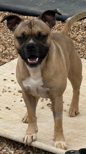 Blitz, Bulldog Mix, young, available for adoption