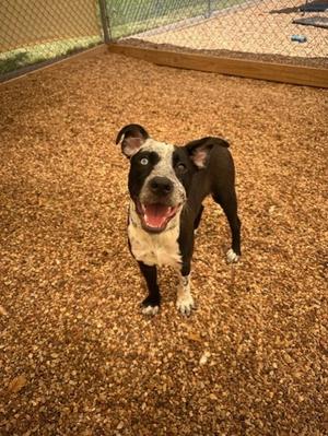 A black and white dog with a happy expression standing on a bed of wood chips.