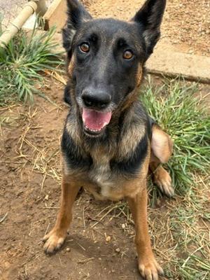 Martha, German Shepherd Dog Mix, adult, available for adoption