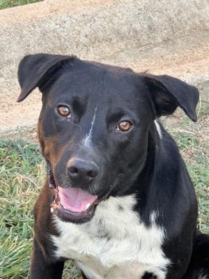 Ace, Pit Bull Terrier and Australian Cattle Dog, young, available for adoption