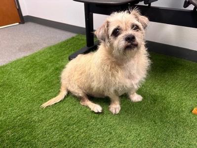 Daniel, Cairn Terrier Mix, senior, available for adoption