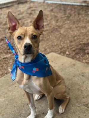 a brown dog with white paws and a blue bandana