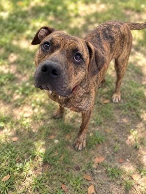A brindle dog with a black muzzle and floppy ears stands on a grassy area, looking up with a curious expression.