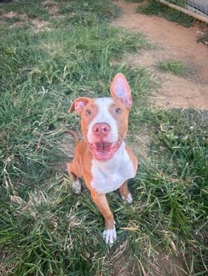 A brown and white dog sitting on grass, looking up with its mouth open.
