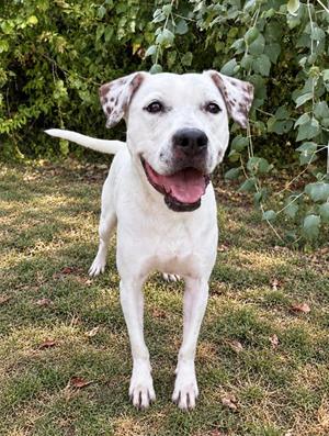Snowflake, Pit Bull Terrier Mix, adult, available for adoption