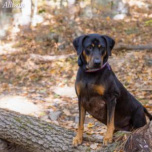 Allison, Hound, Black and Tan Coonhound, adult, available for adoption