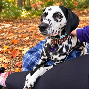 Petunia, Dalmatian, adult, available for adoption