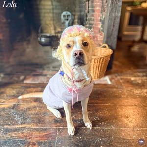 Lala, Mixed Breed (Medium), adult, available for adoption