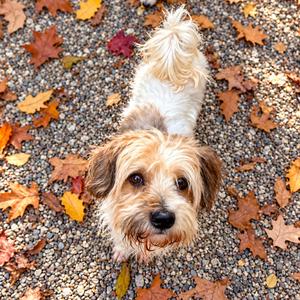 Chelo, Mixed Breed (Small), adult, available for adoption