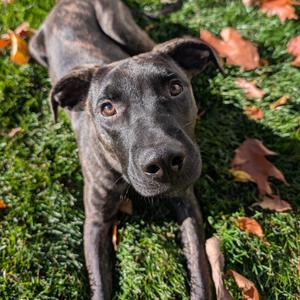 Paddington, Mixed Breed (Large), young, available for adoption