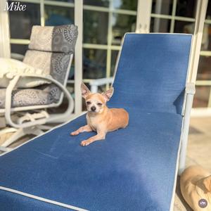 Mike T, Chihuahua, senior, available for adoption