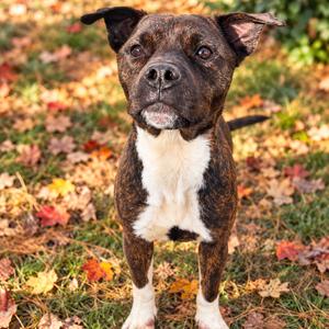 Destiny, Mixed Breed (Medium), adult, available for adoption
