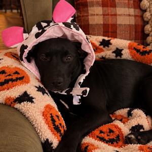 Peggy, Mixed Breed (Large), young, available for adoption