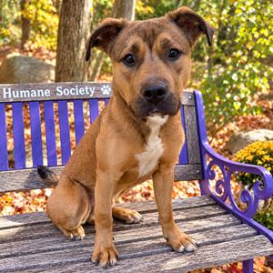 Hashbrown, Mixed Breed (Large), young, available for adoption
